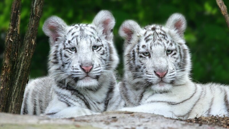 Two White Tiger Cubs — Calm, Afternoon, Photograph