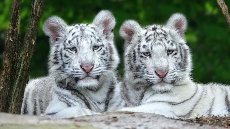 Two White Tiger Cubs — Calm, Afternoon