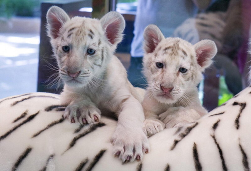 Two White Tiger Cubs — Calm, Photograph, Cub
