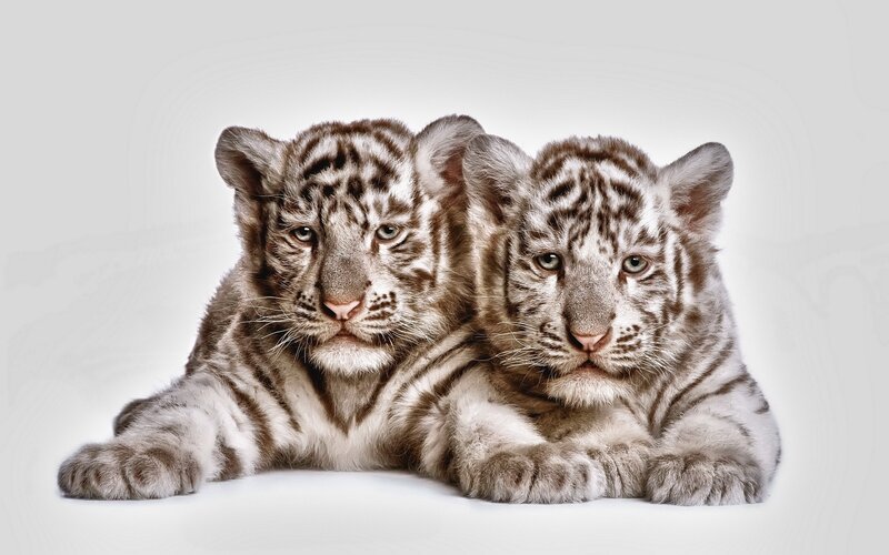 Two White Tiger Cubs — Calm, Photograph, Stripes