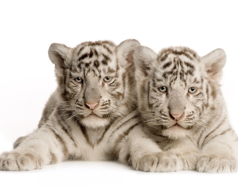 Two White Tiger Cubs — Calm, Photograph