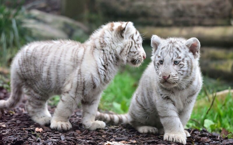 Two White Tiger Cubs — Calm, Photograph, Tiger Cubs, Grass