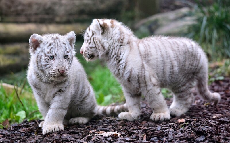 Two White Tiger Cubs — Calm, Photograph, Tiger Cubs