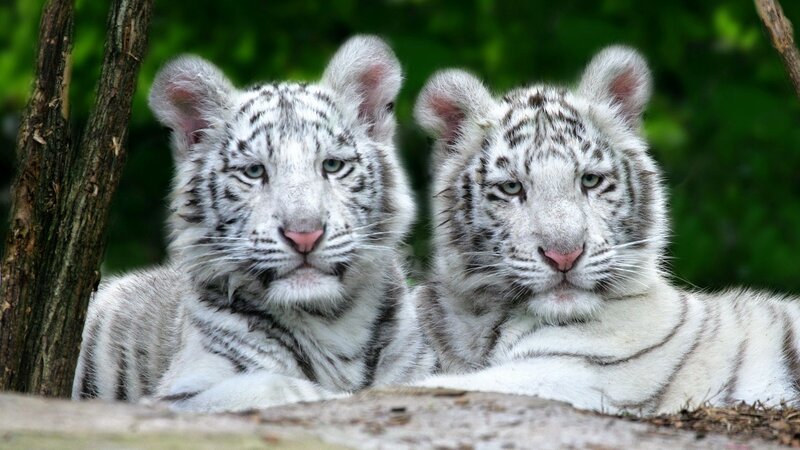 Two White Tiger Cubs — Calm, Photograph, Trees, Forest