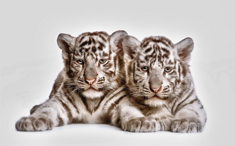 Two White Tiger Cubs — Calm, Photograph, White Background