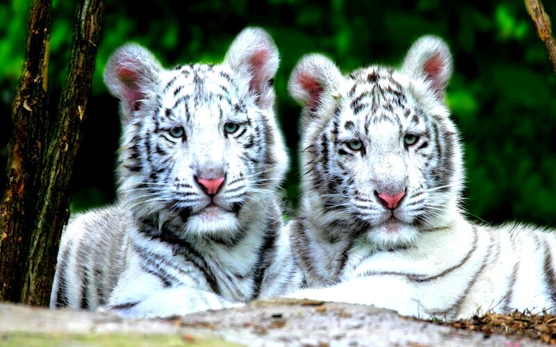 Two White Tiger Cubs — Calm