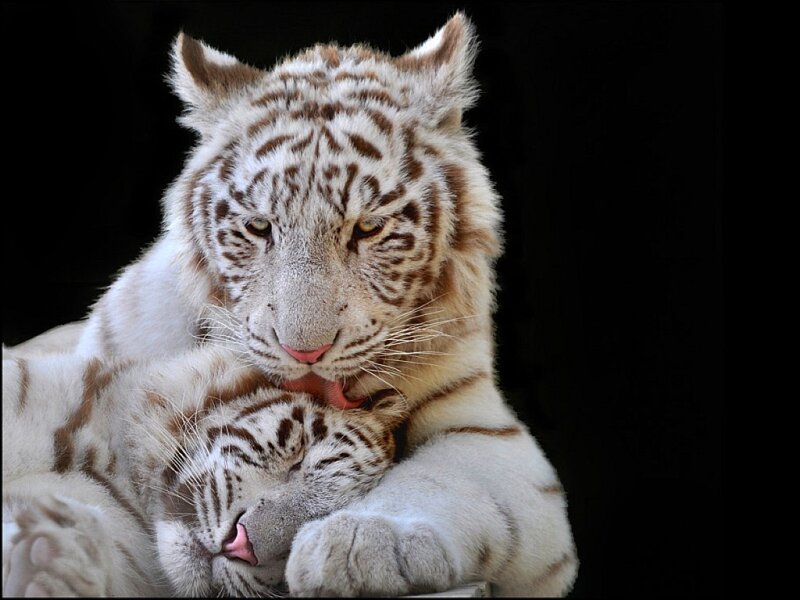 Two white tiger cubs cuddling