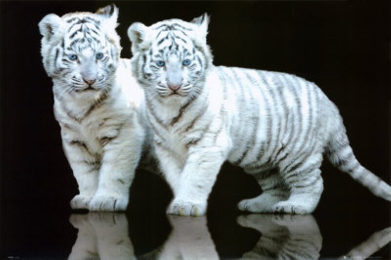 Two White Tiger Cubs — Dramatic, Photograph, Black Background
