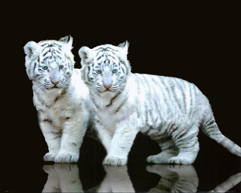 Two White Tiger Cubs — Dramatic, Photograph