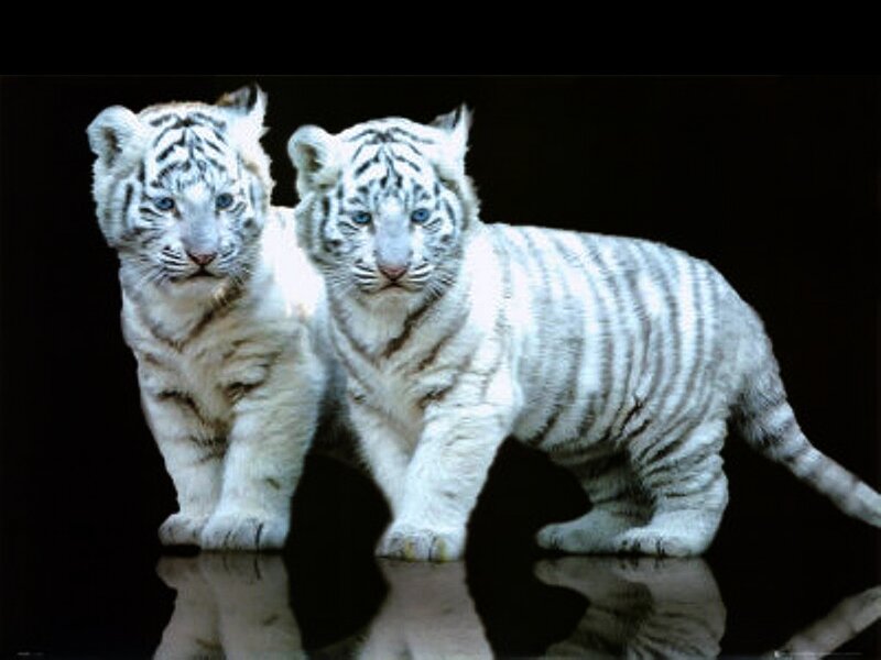 Two White Tiger Cubs — Dramatic