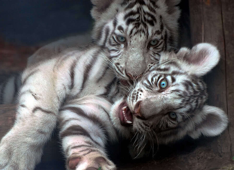 Two white tiger cubs playing