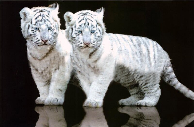 Two white tiger cubs standing