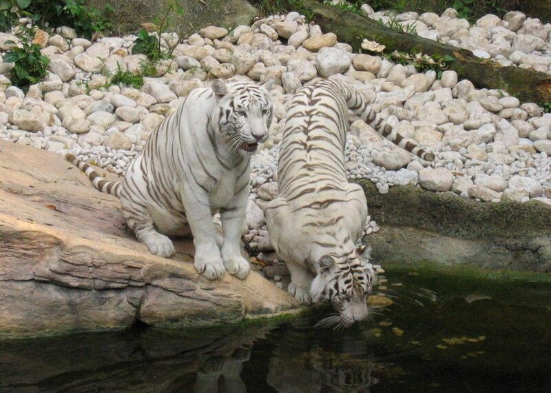 Two white tigers at a water source