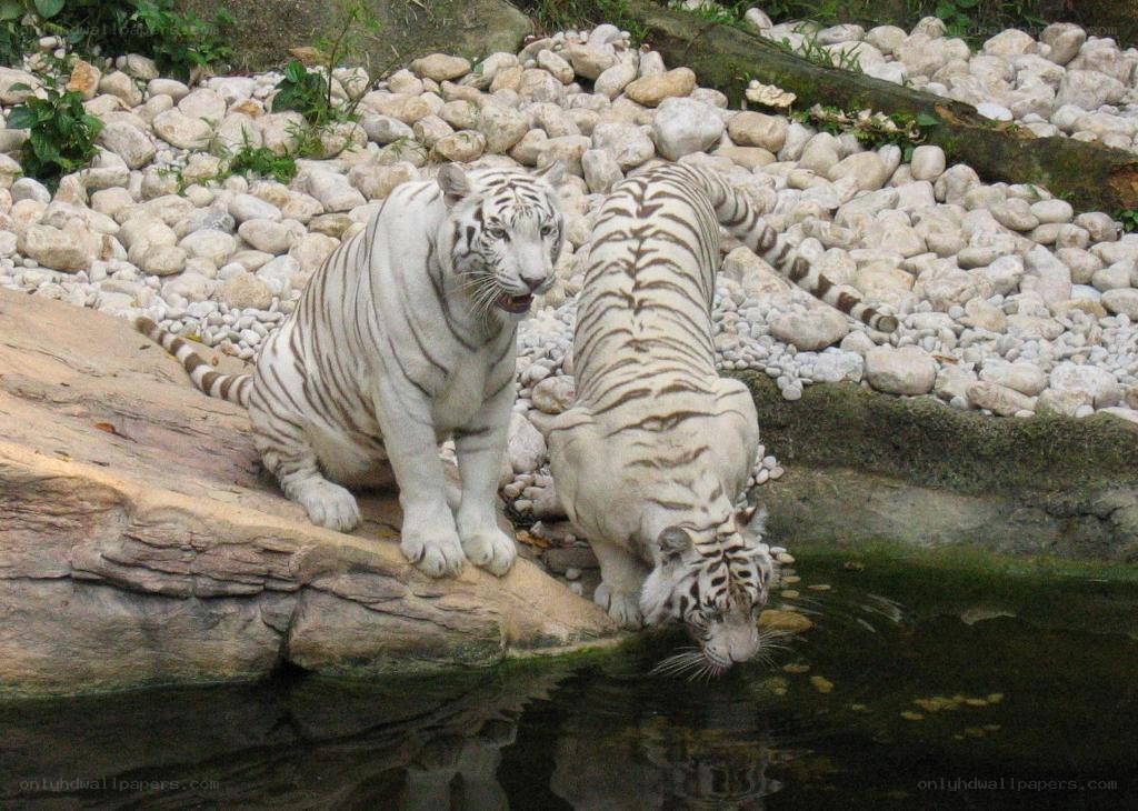 Two white tigers at a water source
