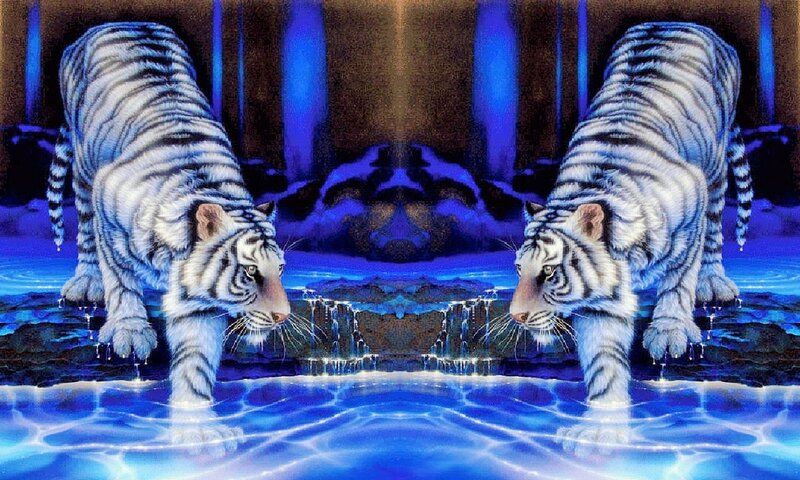 Two White Tigers — Blue, Dramatic
