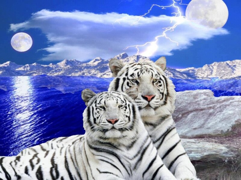 Two White Tigers — Blue