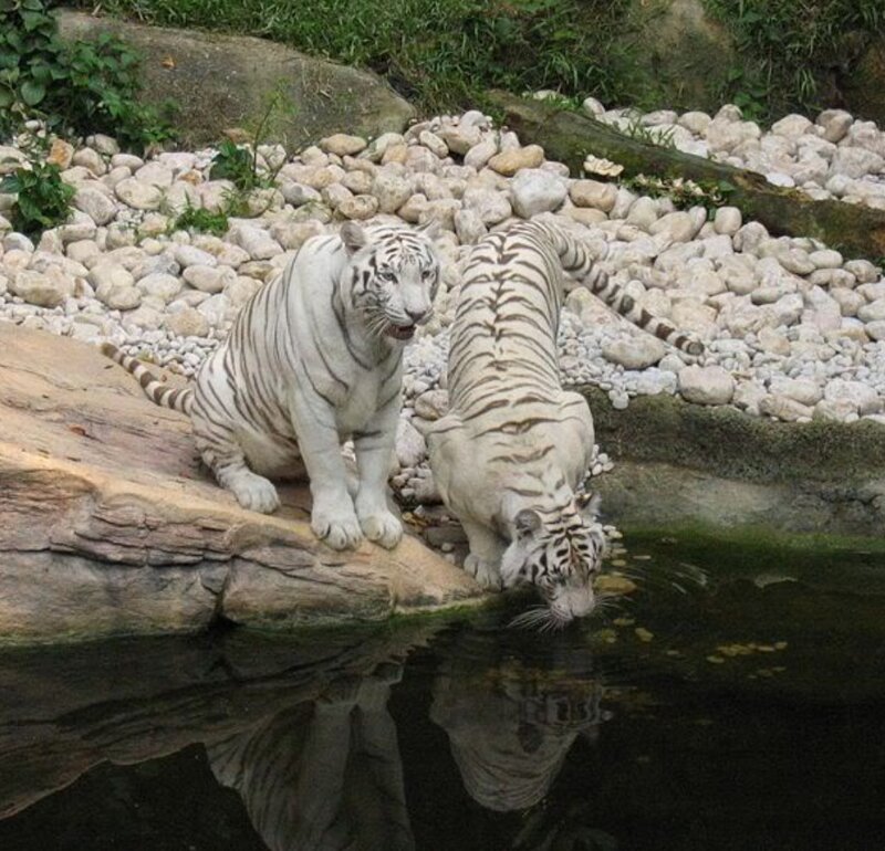 Two white tigers by a pond