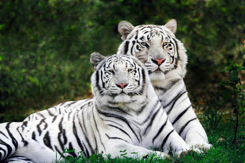 Two White Tigers — Calm, Afternoon, Photograph, Grass, Trees, Plants