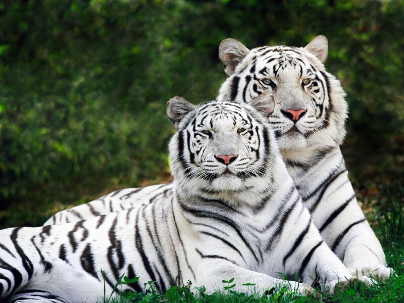Two White Tigers — Calm, Afternoon, Photograph, Grass, Trees