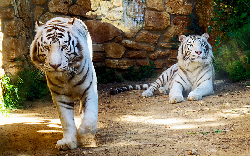 Two White Tigers — Calm, Afternoon, Photograph, Stone Wall
