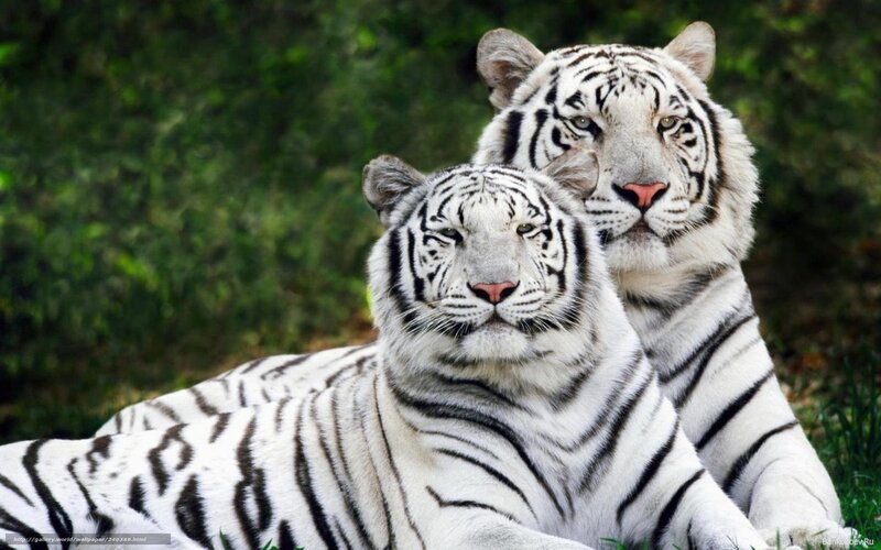 Two White Tigers — Calm, Afternoon, Photograph, Tiger, Grass