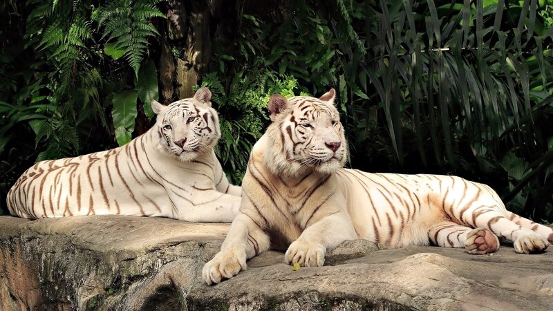 Two White Tigers — Calm, Afternoon, Photograph, Tiger, Rock, Plants