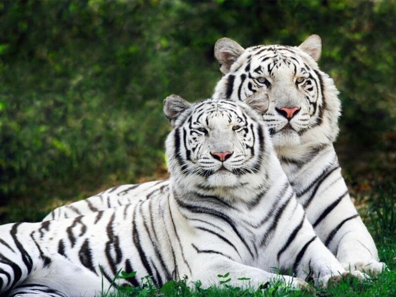 Two White Tigers — Calm, Afternoon, Photograph, Tiger