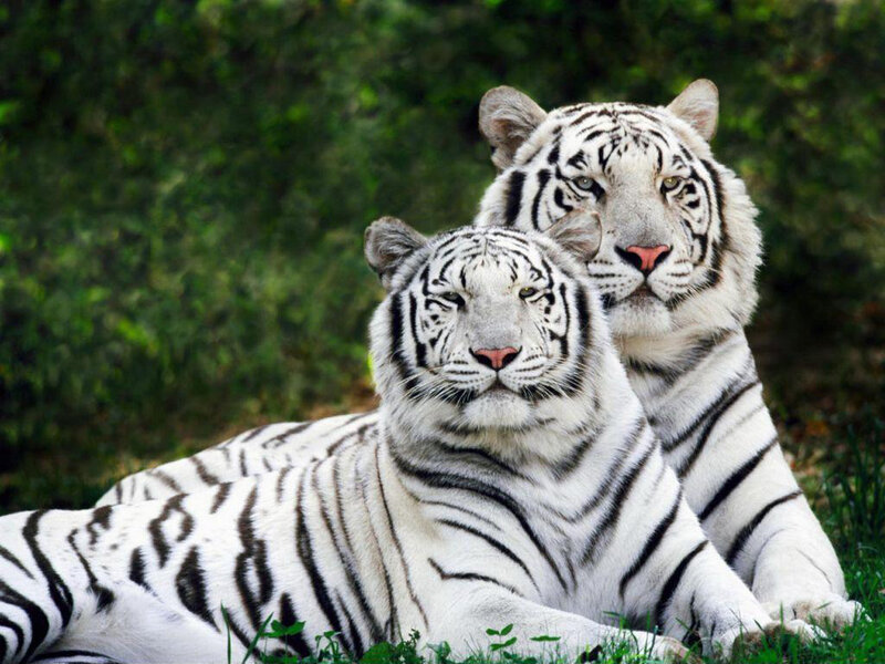 Two White Tigers — Calm, Afternoon