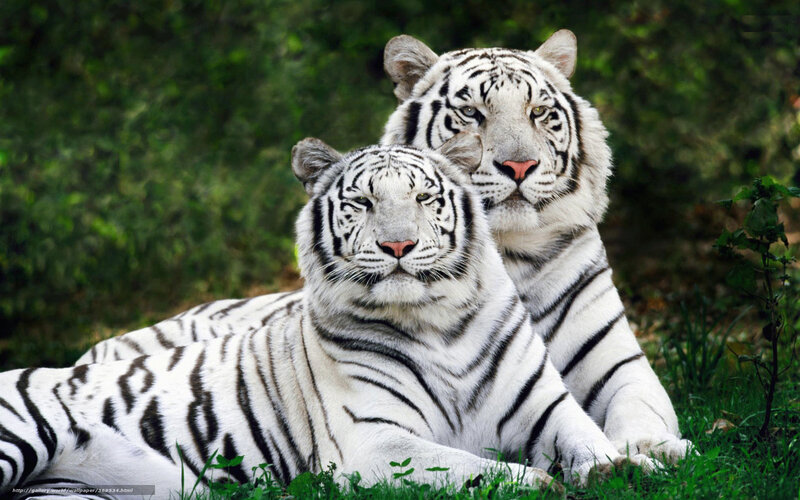 Two White Tigers — Calm, Photograph, Grass