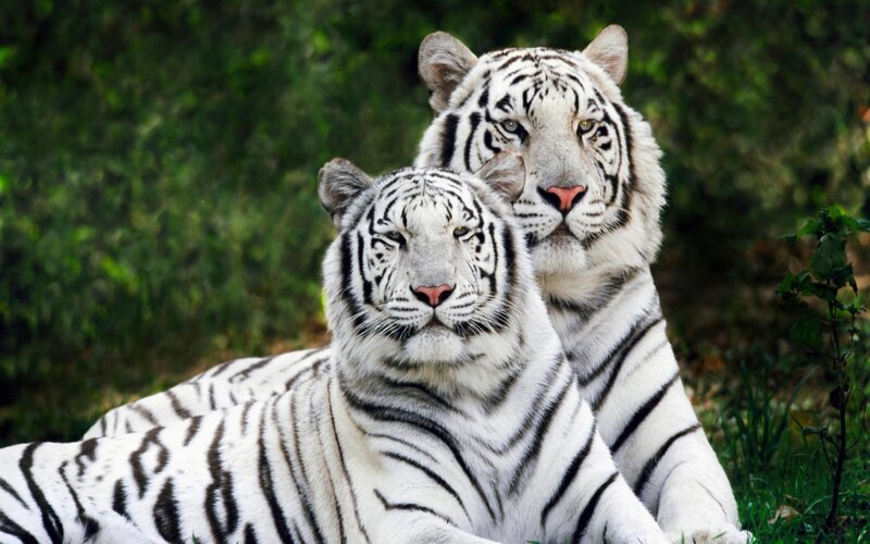 Two White Tigers — Calm, Photograph, Grass, Trees