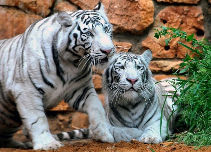 Two White Tigers — Calm, Photograph, Rocks