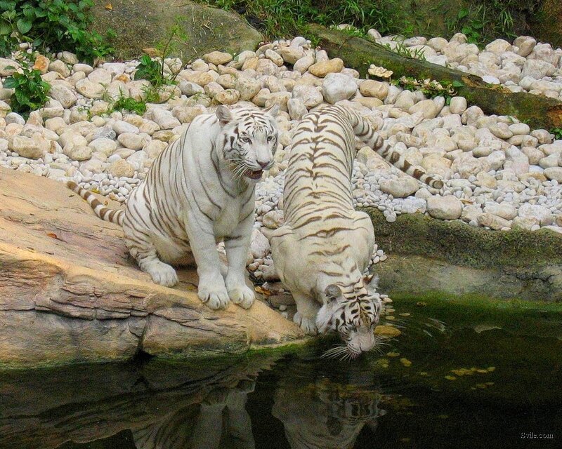 Two White Tigers — Calm, Photograph
