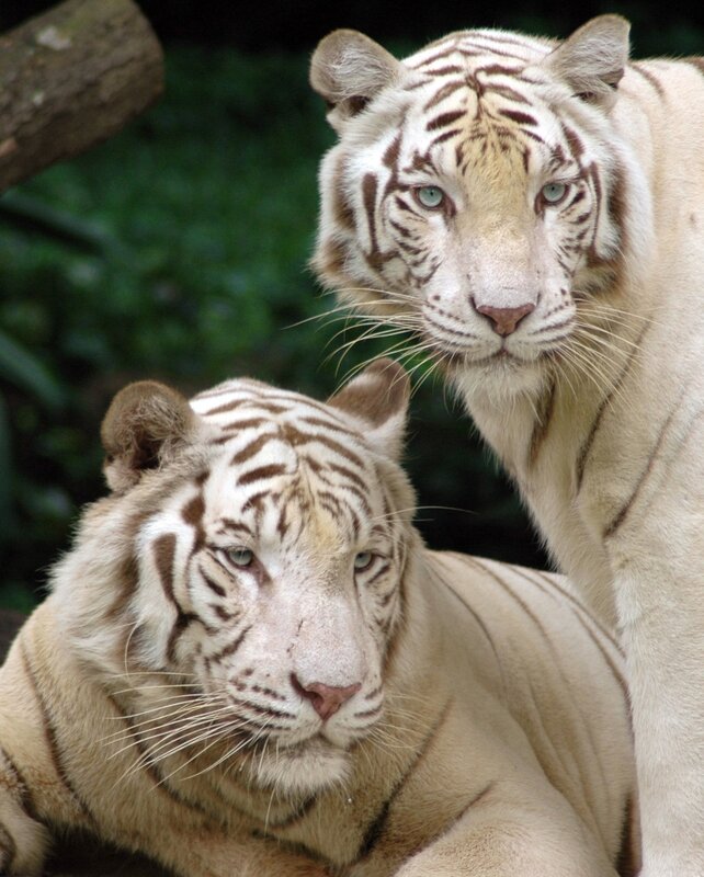 Two White Tigers — Calm, Photograph, Tiger, Forest