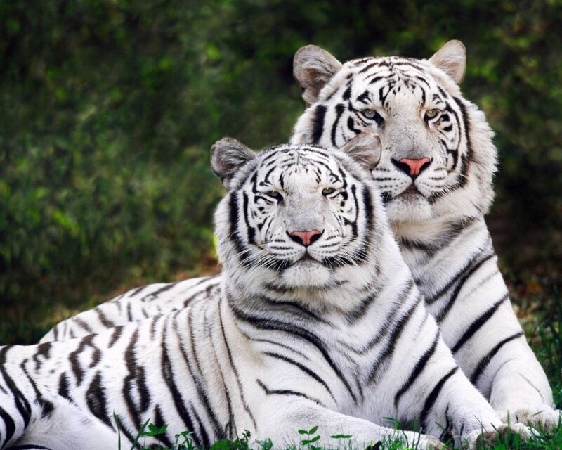 Two White Tigers — Calm, Photograph, Tiger, Grass, Trees, Black
