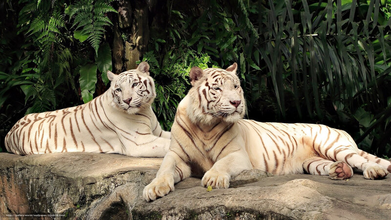 Two White Tigers — Calm, Photograph, Tiger, Rock, Plants