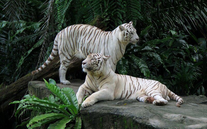 Two White Tigers — Calm, Photograph, Tiger, Rock