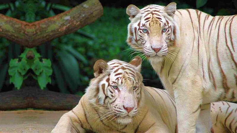 Two White Tigers — Calm, Photograph, Tiger, Tree Branch, Green Foliage, Brown