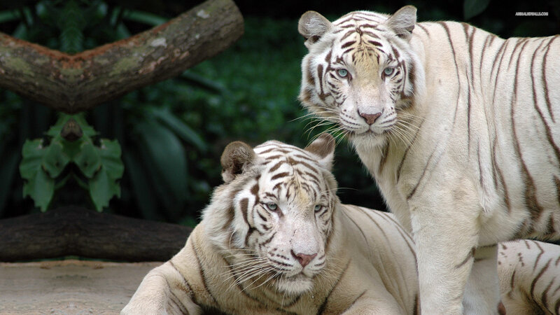 Two White Tigers — Calm, Photograph, Tiger, Tree Branch, Leaves