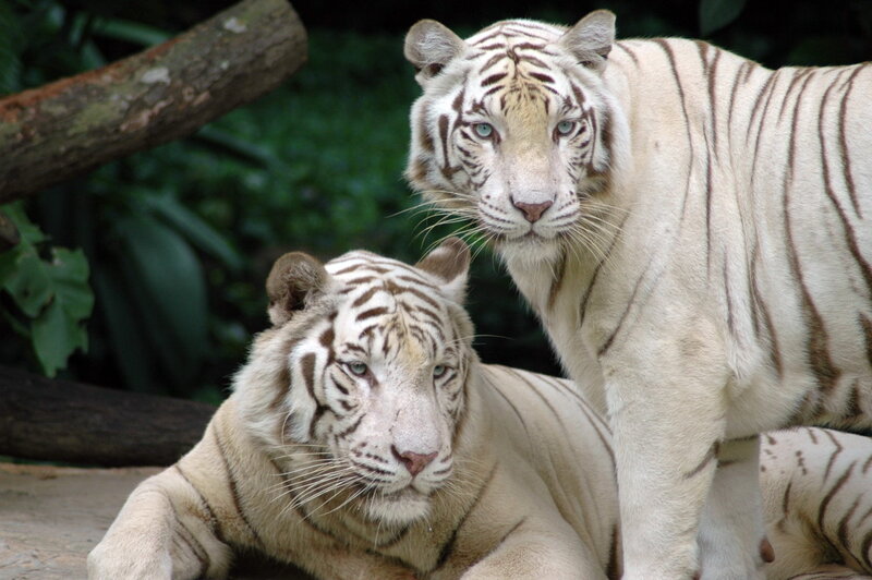 Two White Tigers — Calm, Photograph, Tiger, Tree Branch