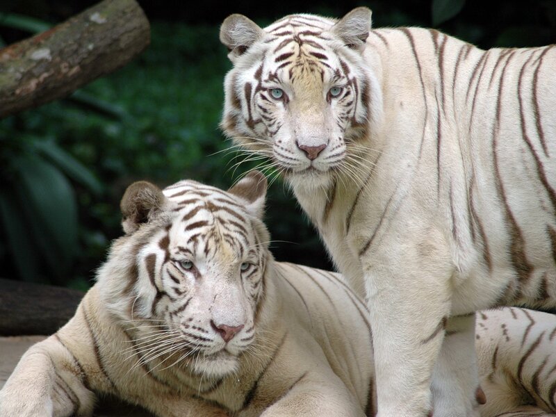 Two White Tigers — Calm, Photograph, Tiger, Tree Trunk