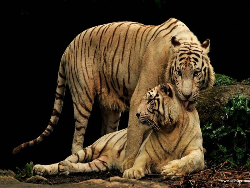Two White Tigers — Dramatic