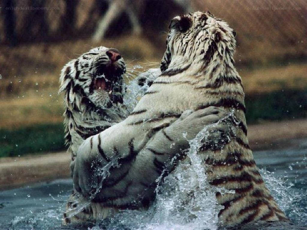 Two white tigers fighting in water