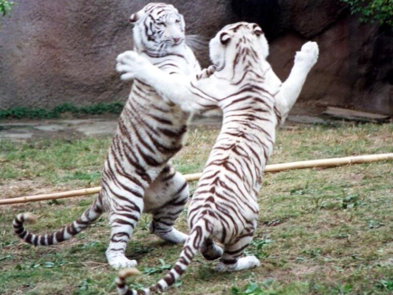 Two White Tigers Fighting — Playful