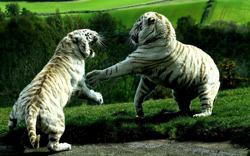 Two White Tigers Fighting