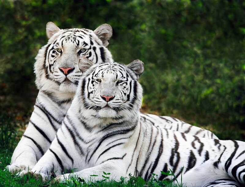 Two White Tigers — Grass