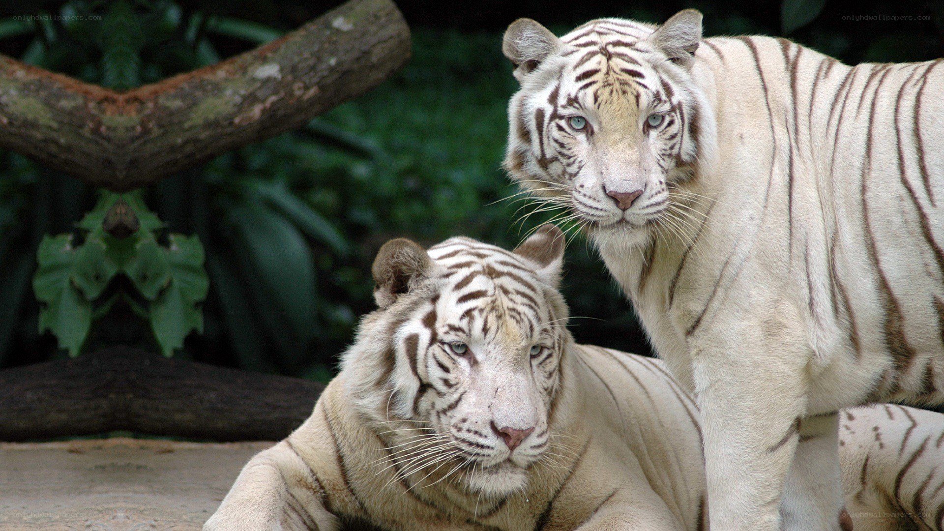 Two white tigers in a forest