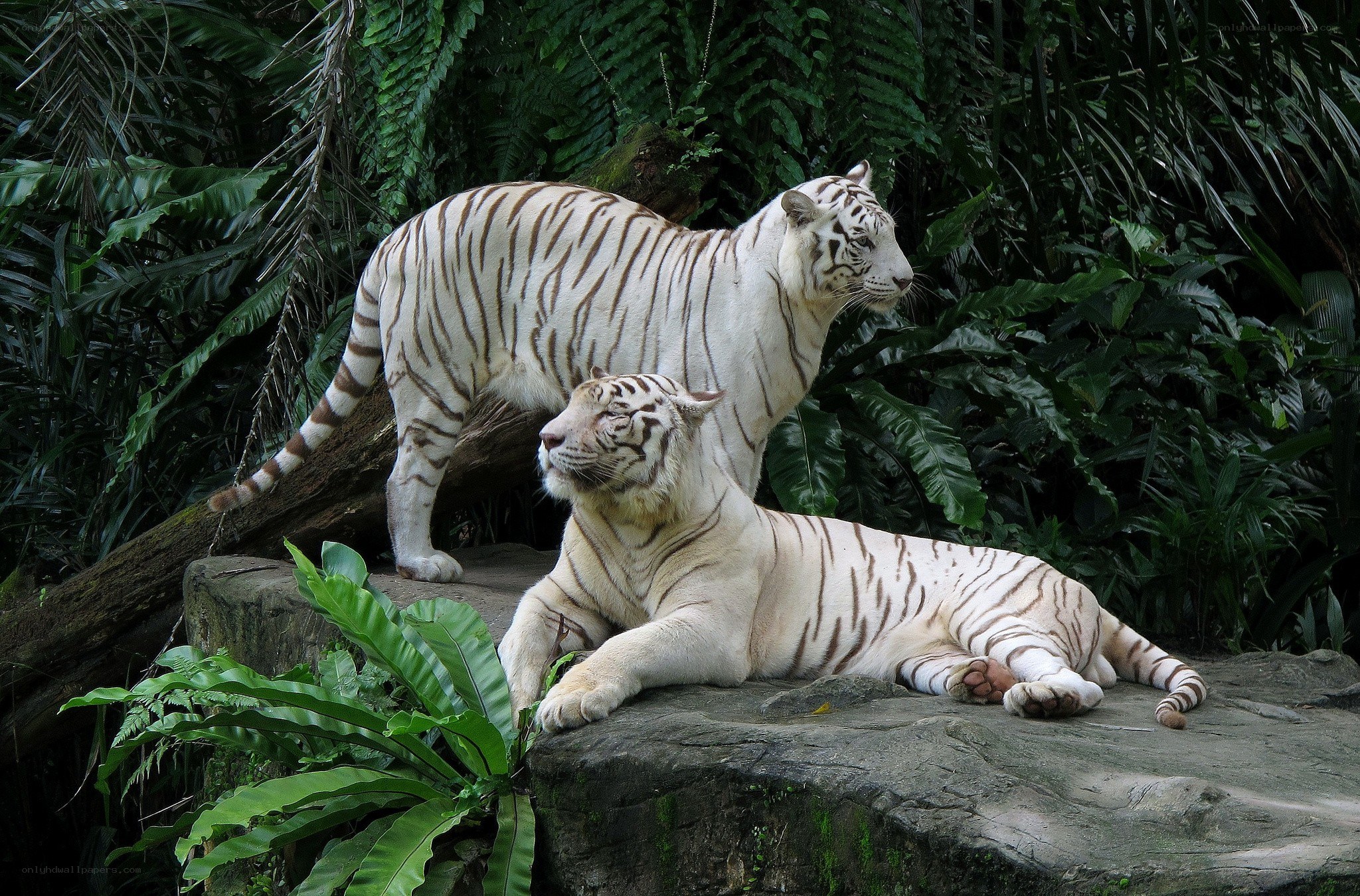 Two white tigers in a jungle