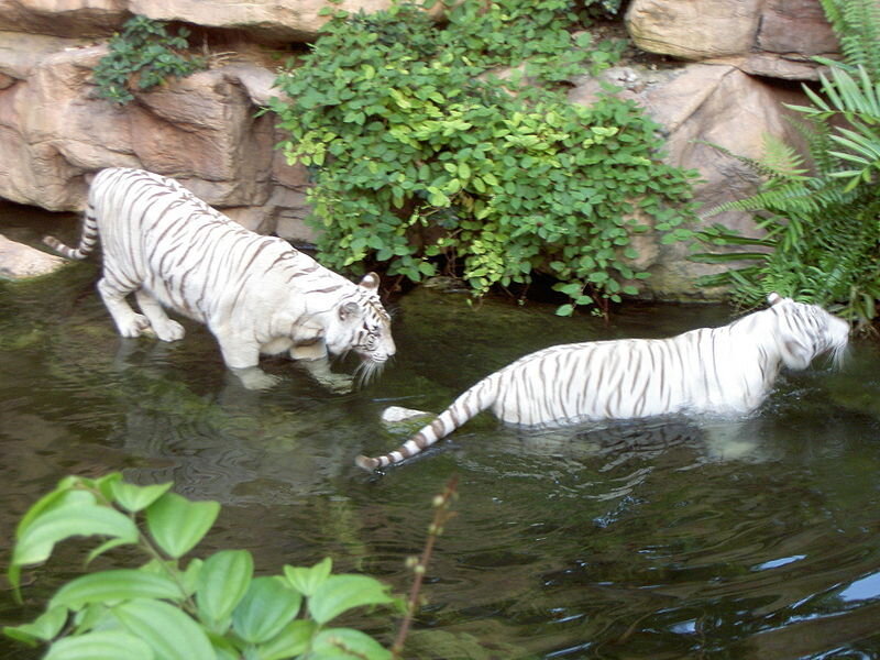 Two white tigers in a pool