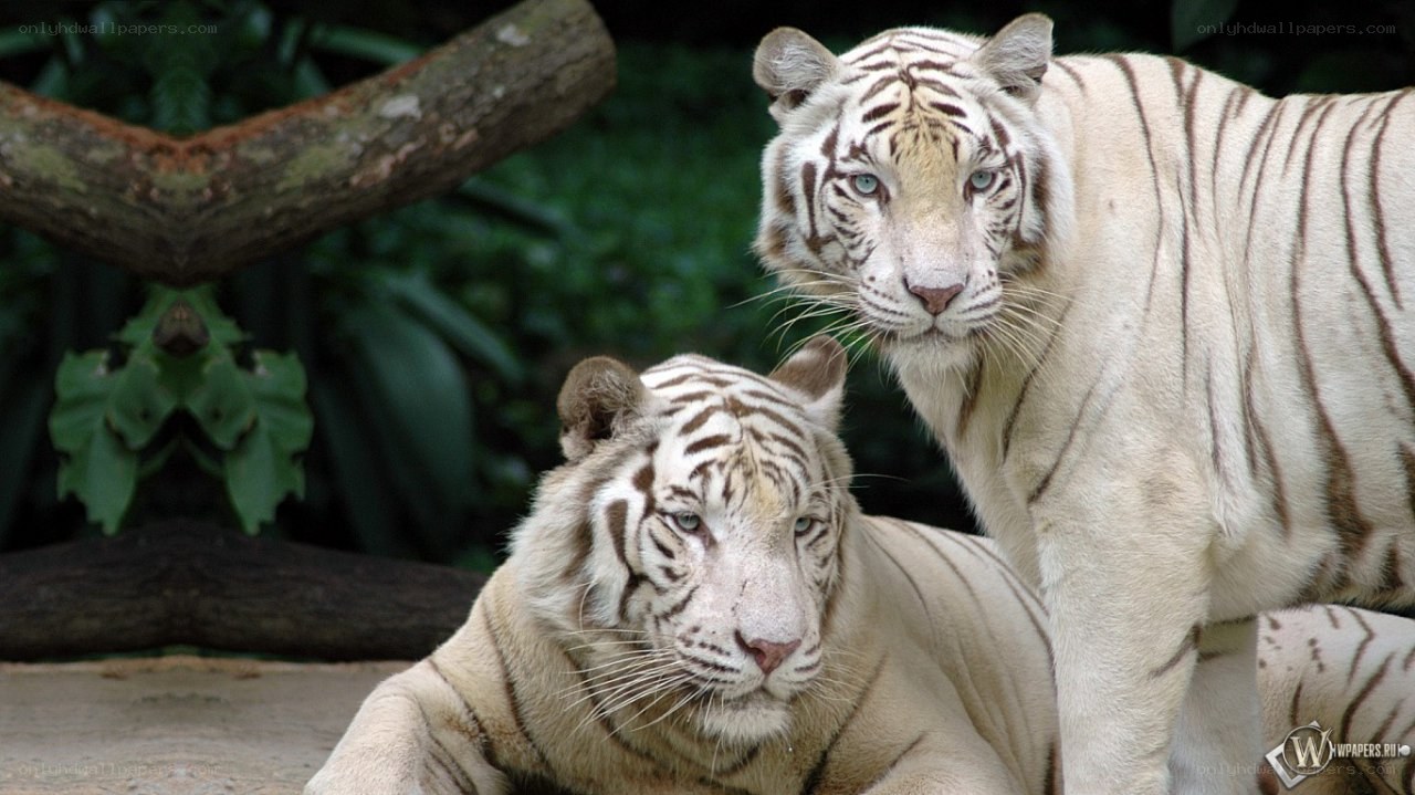 Two white tigers in forest