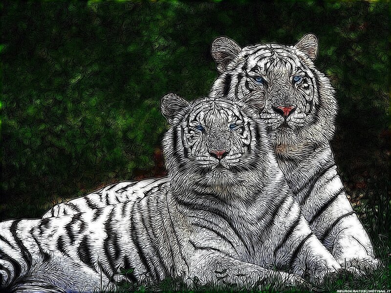 Two white tigers in forest